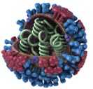 Influenza Divison (ID)