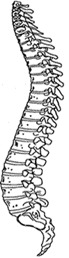 spine