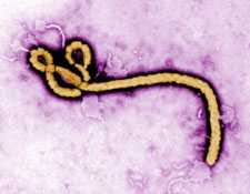 	Ebola