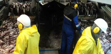 workers processing seafood