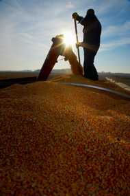 	Silhouette of man unloading combine