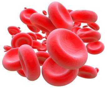 	blood cells