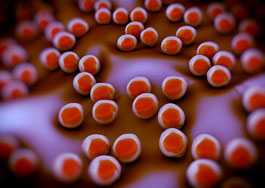 	Staphylococcus aureus (MRSA) bacteria