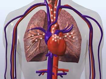 	skeletal view of the heart and lungs and blood stream