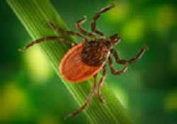 Black-legged tick