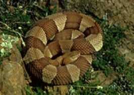 Copperhead snake