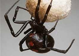 Black Widow spider