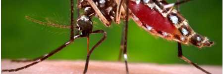 This 2006 photograph depicted a female Aedes aegypti mosquito while she was in the process of acquiring a blood meal from her human host, who in this instance, was actually the biomedical photographer, James Gathany