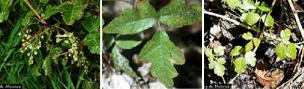 	Poison Oak leaves