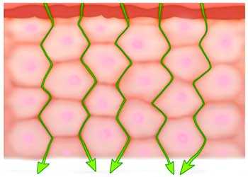 	diagram of skin showing Intercellular lipid pathway