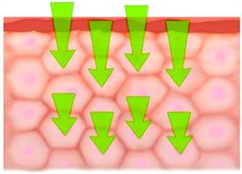 	diagram of skin showing Transcellular permeation