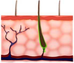 	diagram of skin showing pathway for diffusion of chemicals Through the appendages (hair follicles, glands)