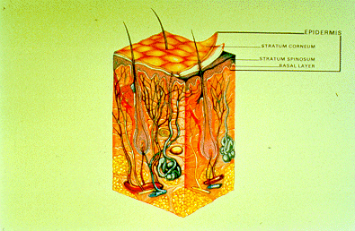 	 Slide 12 - Skin Cross-section, epidermis