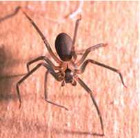 	recluse spider