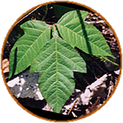 image of poison ivy