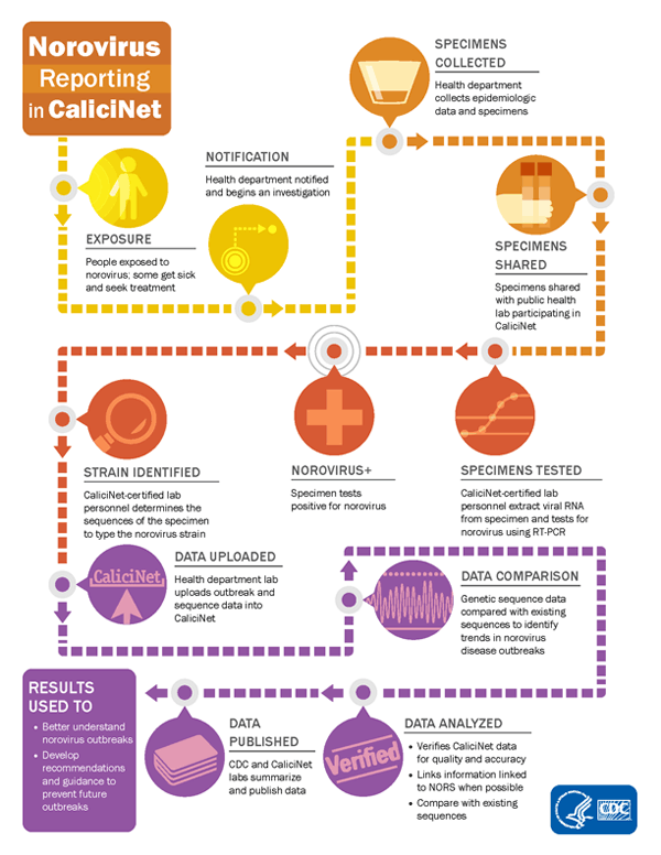 Norovirus reporting in CaliciNet 1. People are exposed to norovirus; some get sick and seek treatment 2. Health department is notified and begins an investigation 3. Health department collects epidemiologic data and specimens 4. Specimens are shared with public health lab participating in CaliciNet 5. CaliciNet-certified lab personnel extract viral RNA and test for norovirus using RT-PCR 6. Process continues if specimen tests positive for norovirus 7. CaliciNet-certified lab personnel determine the sequences of specimen to type norovirus strain 8. Health department lab uploads data into CaliciNet 9. Genetic sequence data are compared with existing sequences to identify trends in norovirus disease outbreaks 10. Data analyzed for quality and accuracy; information linked to NORS when possible; data compared with existing sequences 11. CDC and CaliciNet labs summarize and publish data 12. Results are used to better understand norovirus outbreaks and develop recommendations and guidance to prevent future outbreaks
