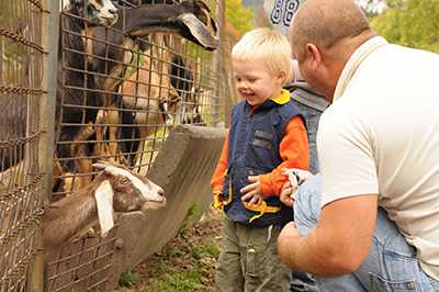 Boy looking at goats