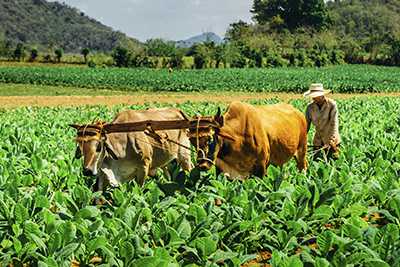 Farmer plowing a field