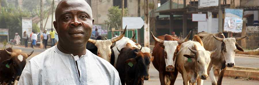 Man standing in front of a herd of cows