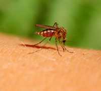 mosquito biting a person's arm