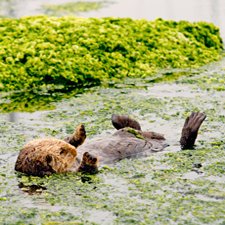 Sea Otter swimming on his back in water