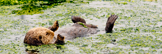 Sea Otter swimming on his back in water