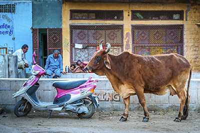 Ox in a city standing next to a scooter