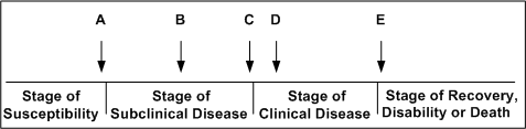 Match the occurrence to the appropriate stage.