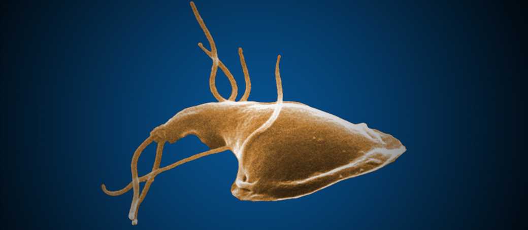 a giardia trophozoite under a scanning electron microscope