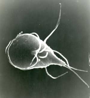 Giardia trophozoites under a scanning electron microscope.