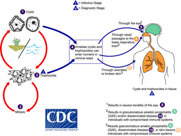 Life cycle of Acanthamoeba