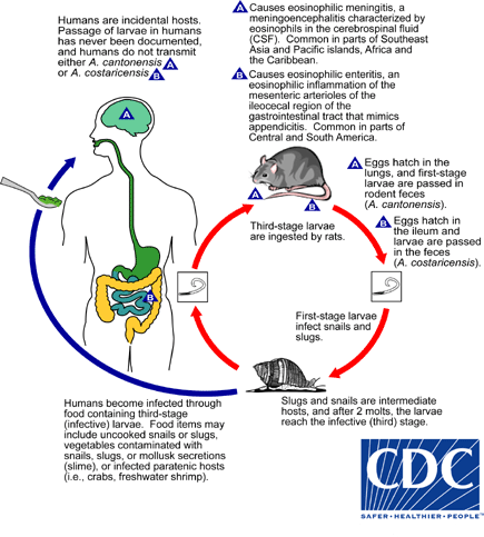 Angiostrongylus cantonensis Lifecycle