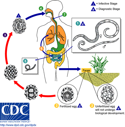 Ascaris lumbricoides