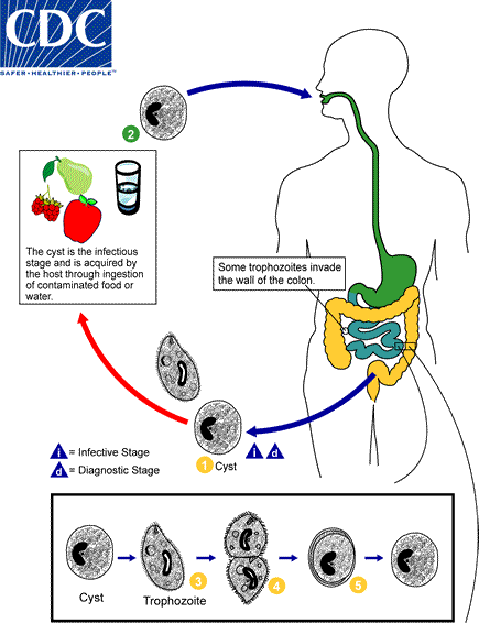 Balantidium coli