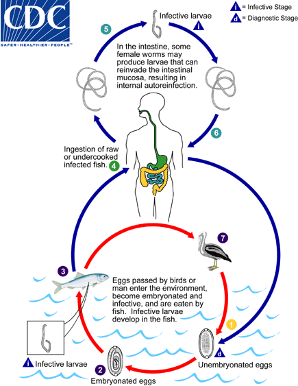  Life Cycle of Capillaria philippinensis