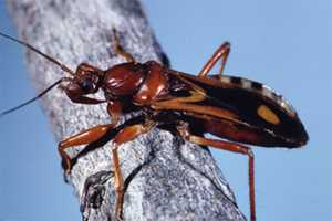 Assassin bug