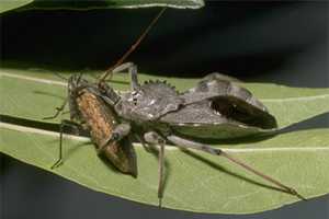 Wheel bug