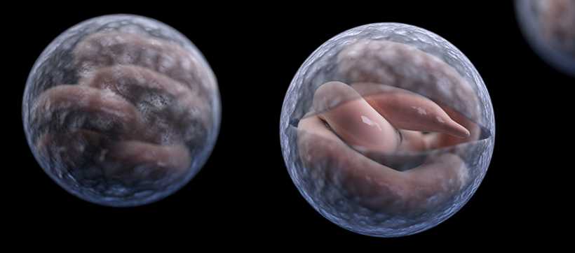 Cryptosporidium cysts breaking open and trophs coming out