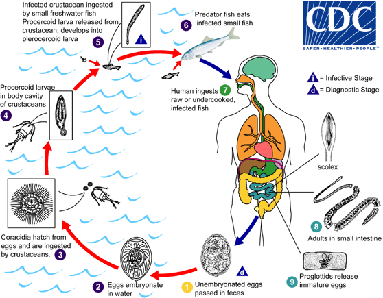 Diphyllobothrium latum lifecycle