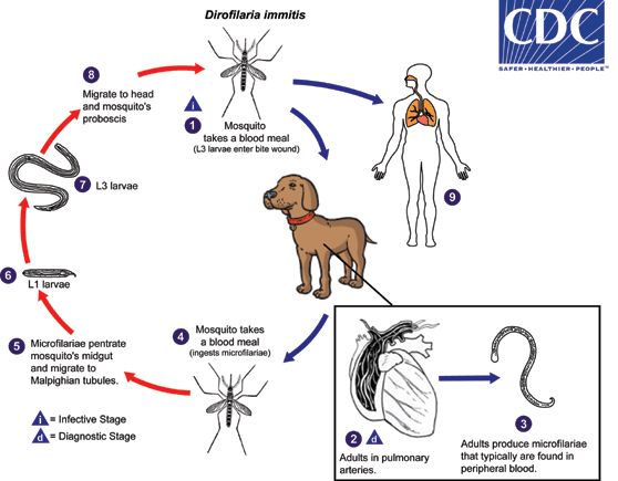 Life Cycle of D. immitis