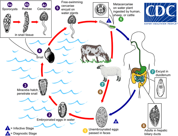 Fasciola hepatica lifecycle