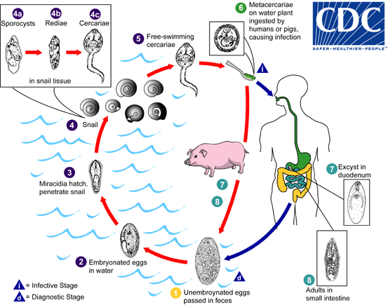 Fasciolopsis buski lifecycle