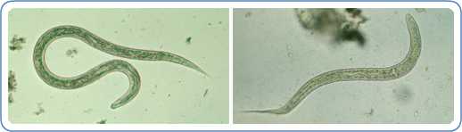 hookworm