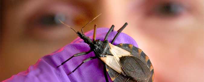 kissing bug 