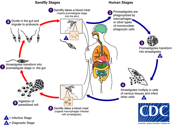 Leishmania lifecycle