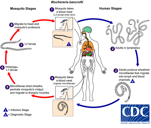 W. bancrofti Lifecycle