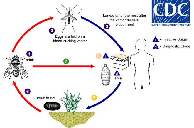 Myiasis lifecycle