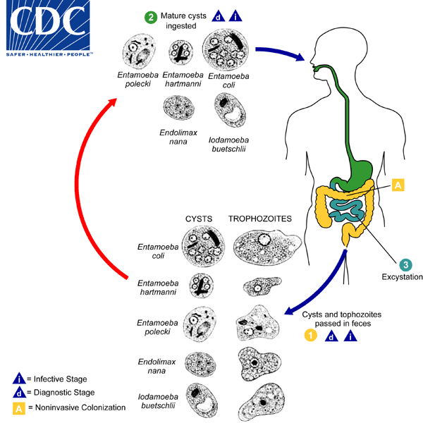 Entamoeba coli, E. hartmanni, E. polecki, Endolimax nana, and Iodamoeba buetschlii lifecycle