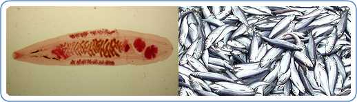 L: Adult of O. felineus. R: A large group of fish. Fish do not have to ingest anything because the parasite can encyst under the scales or in flesh. Eating infected fish can result in Opisthorchis infection