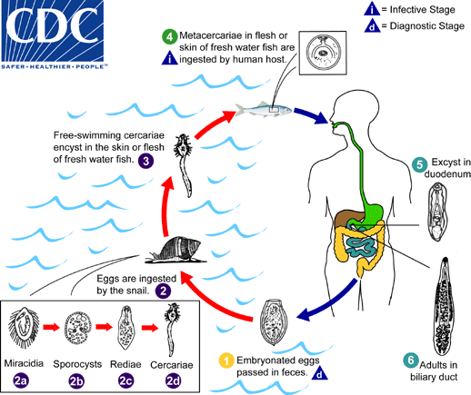 Opisthorchis viverrini lifecycle